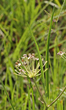 Imagem de Asclepias longifolia Michx.