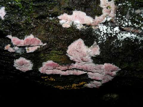 Image of Ceriporia excelsa S. Lundell ex Parmasto 1959