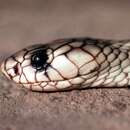 Image of Egyptian Cobra