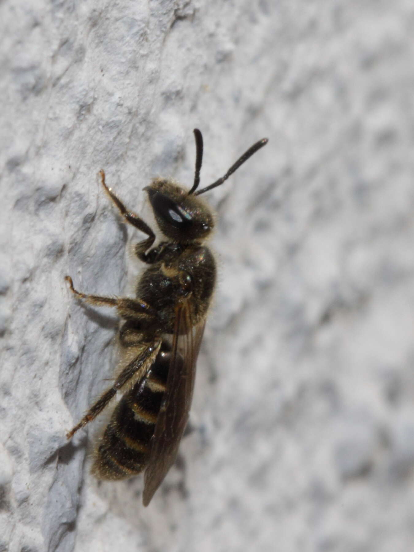 Image of sweat bees