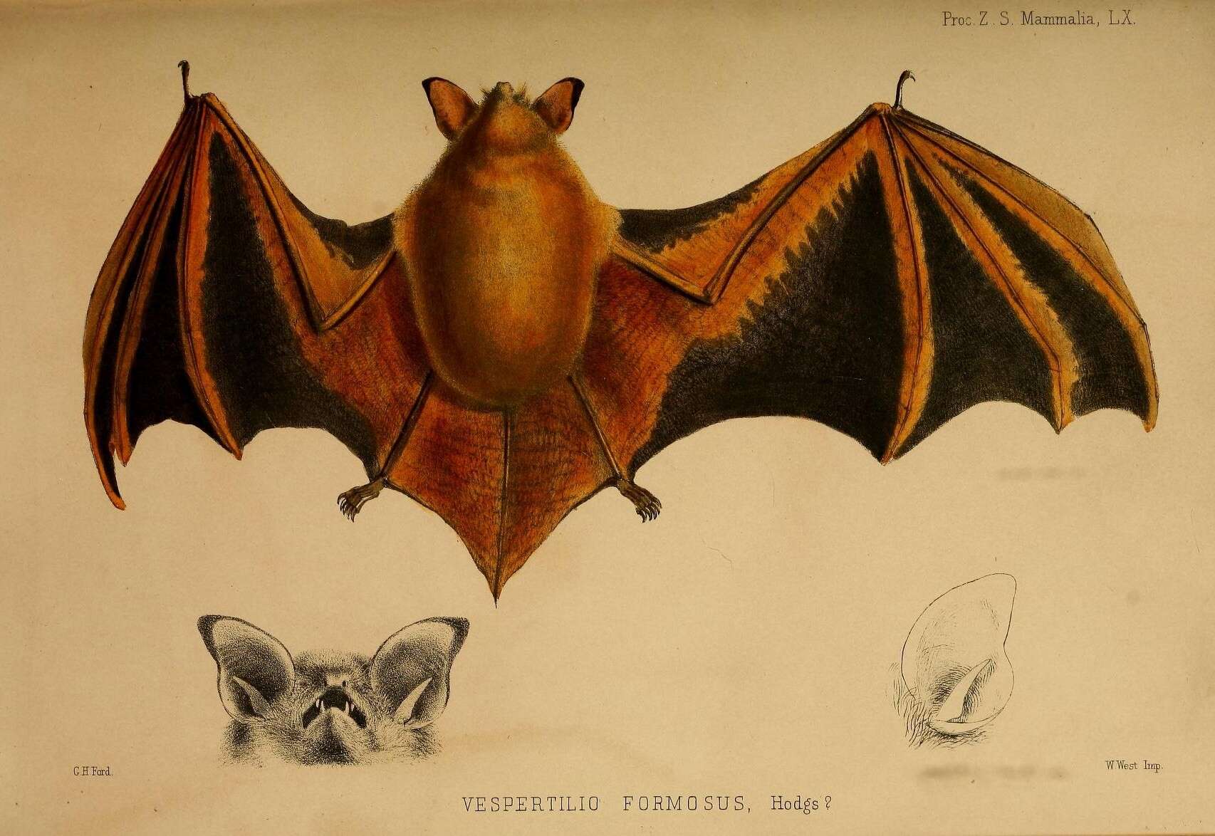 Image de Myotis formosus (Hodgson 1835)