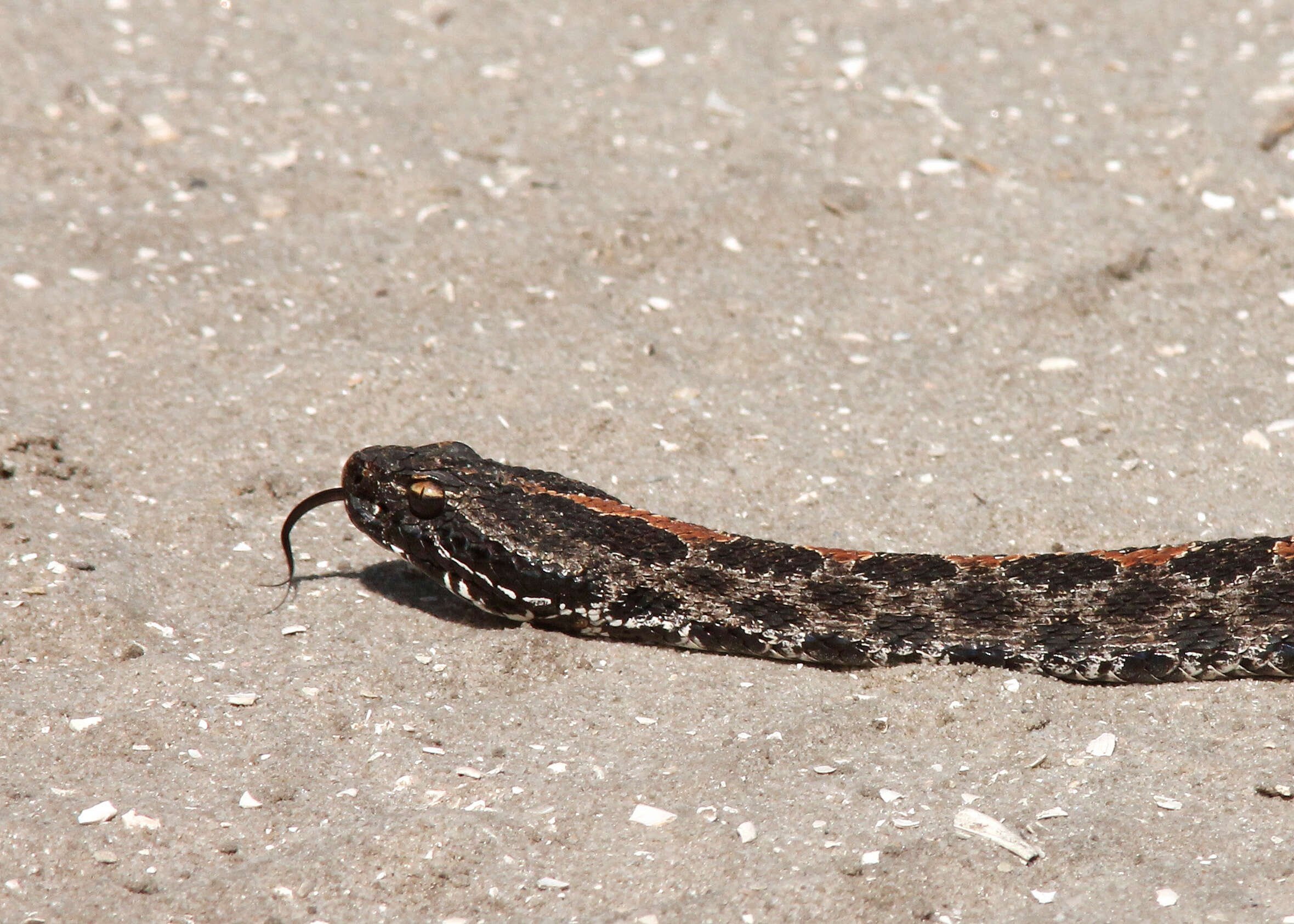 Image of pigmy rattlesnake