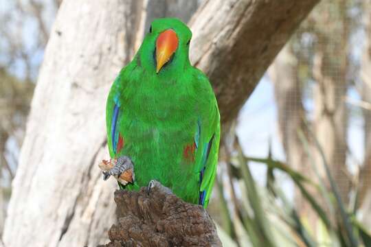 Image of Eclectus Wagler 1832