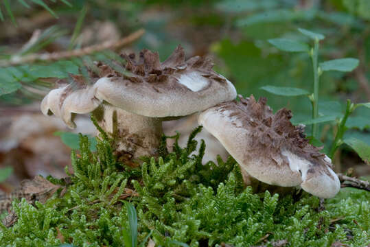 Image of Scaly tooth