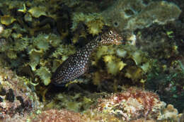 Image of Blenniidae