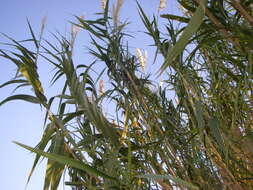 Image of giant reed