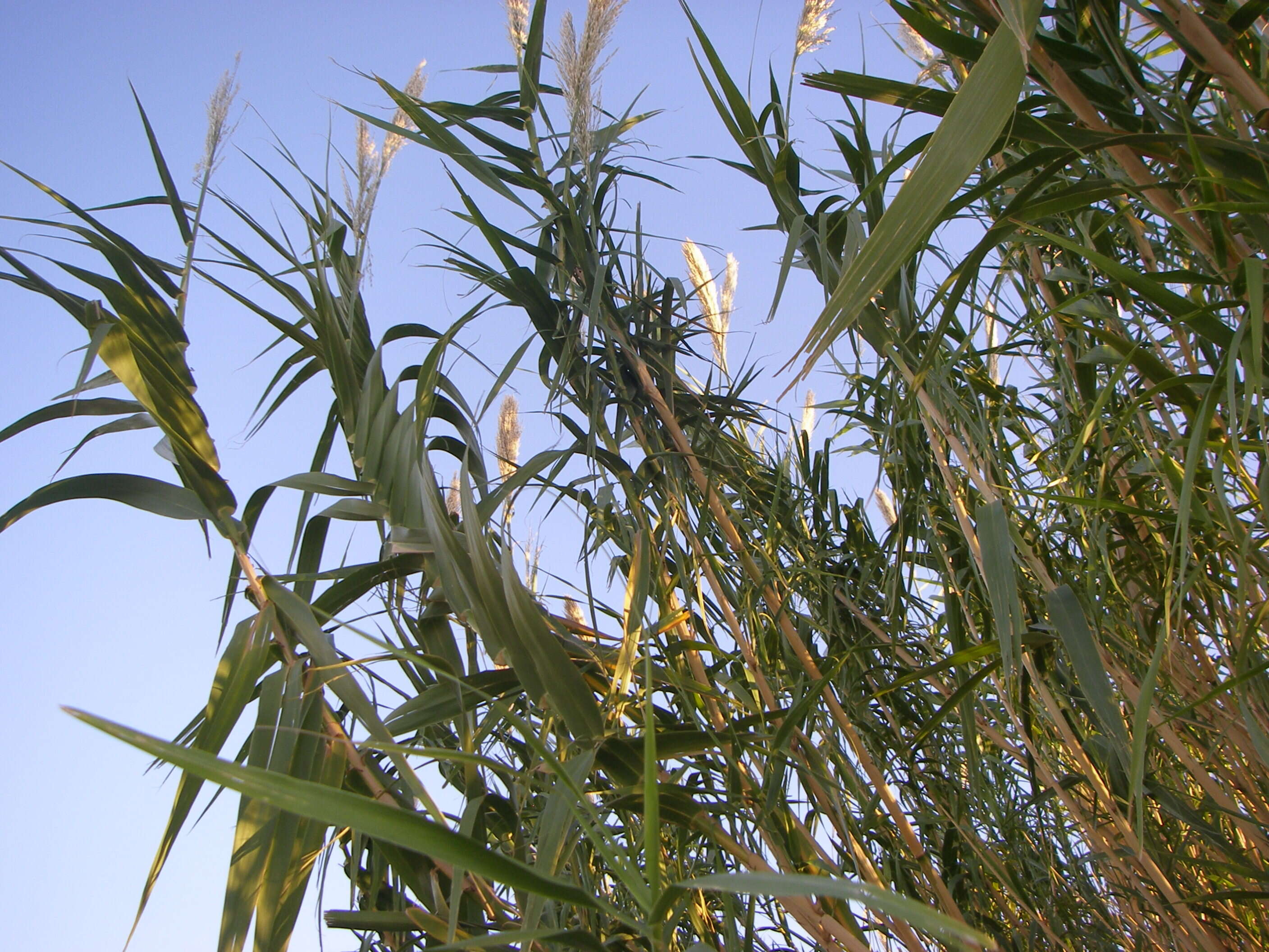 Image of giant reed