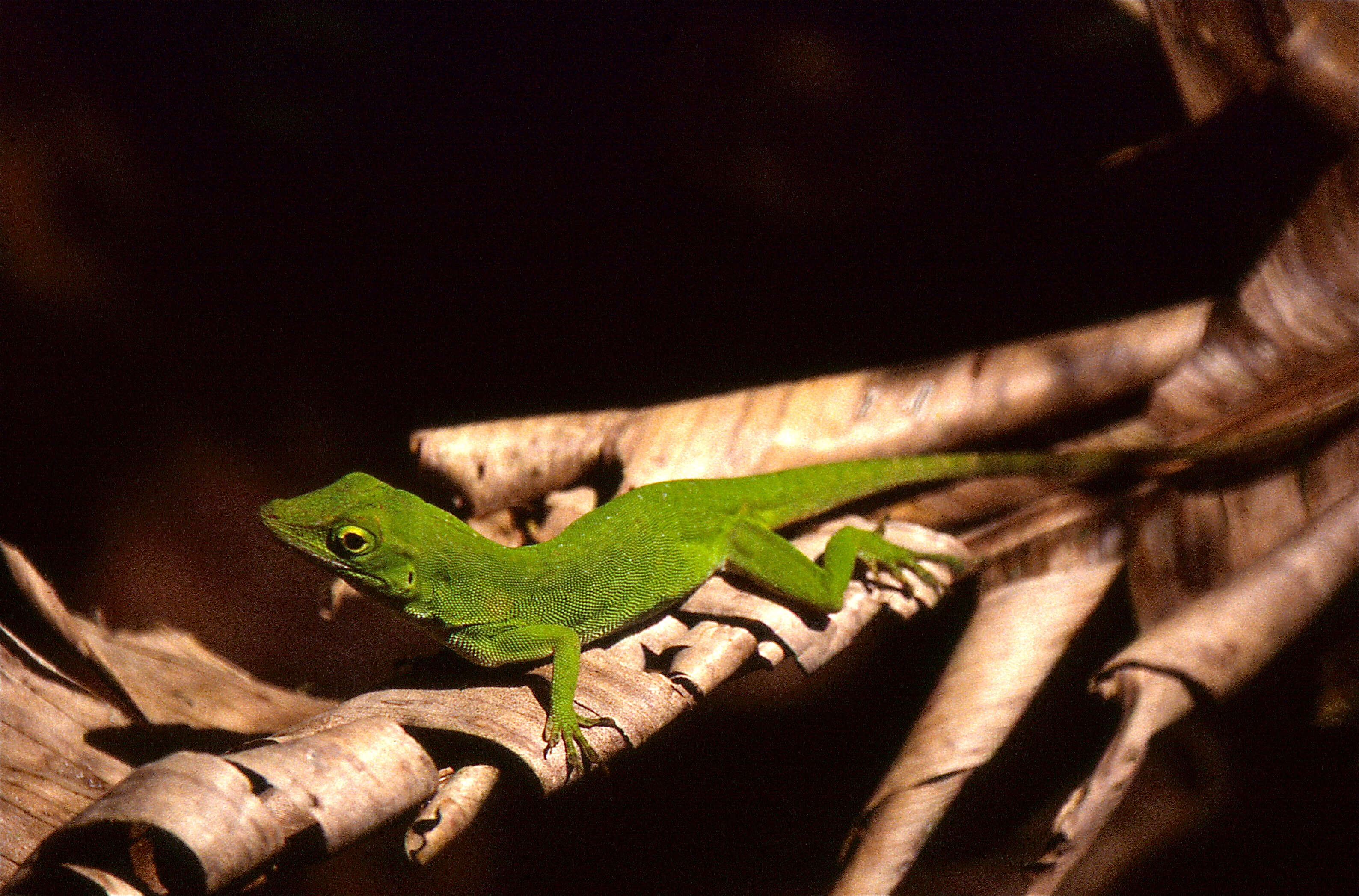 Imagem de Anolis biporcatus (Wiegmann 1834)