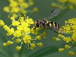 Image of Dasysyrphus albostriatus (Fallen 1817)