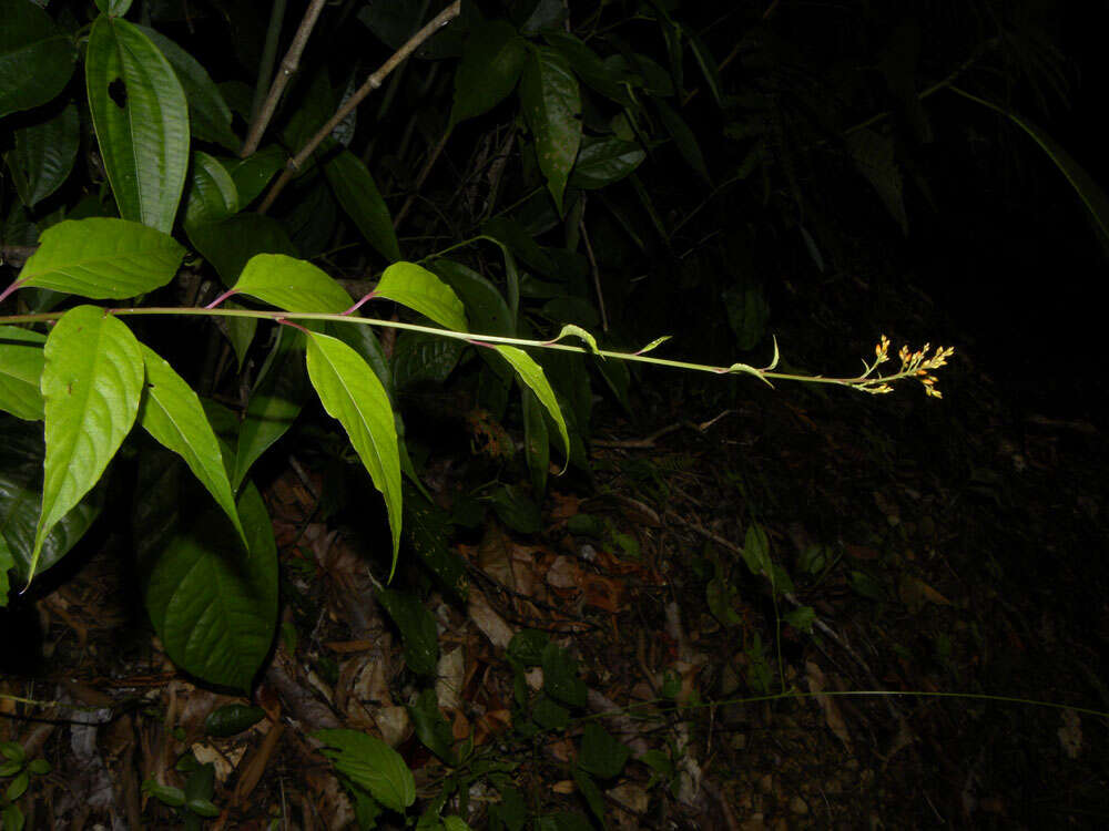 Imagem de Pleuropetalum pleiogynum (Kuntze) Standl.