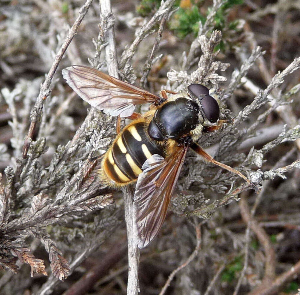 صورة Sericomyia silentis (Harris 1776)