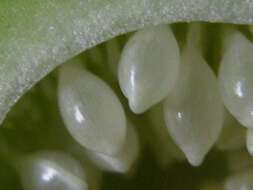 Image of Passiflora watsoniana Mast.