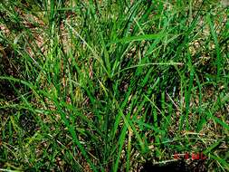 Image of Indian goosegrass