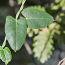 Image of Galatella sedifolia subsp. sedifolia
