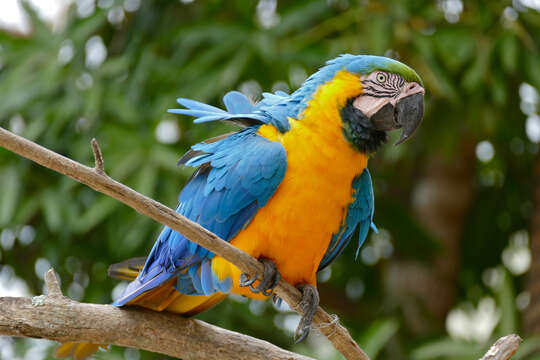 Image of Blue-and-yellow Macaw