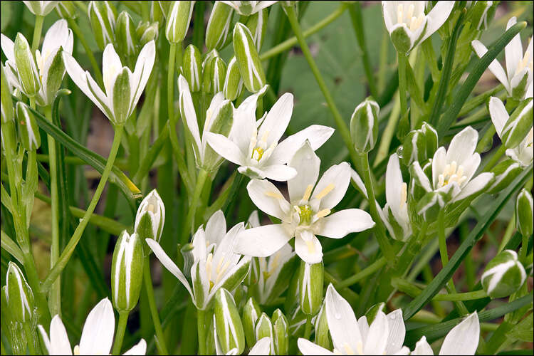 Image of Ornithogalum orthophyllum Ten.