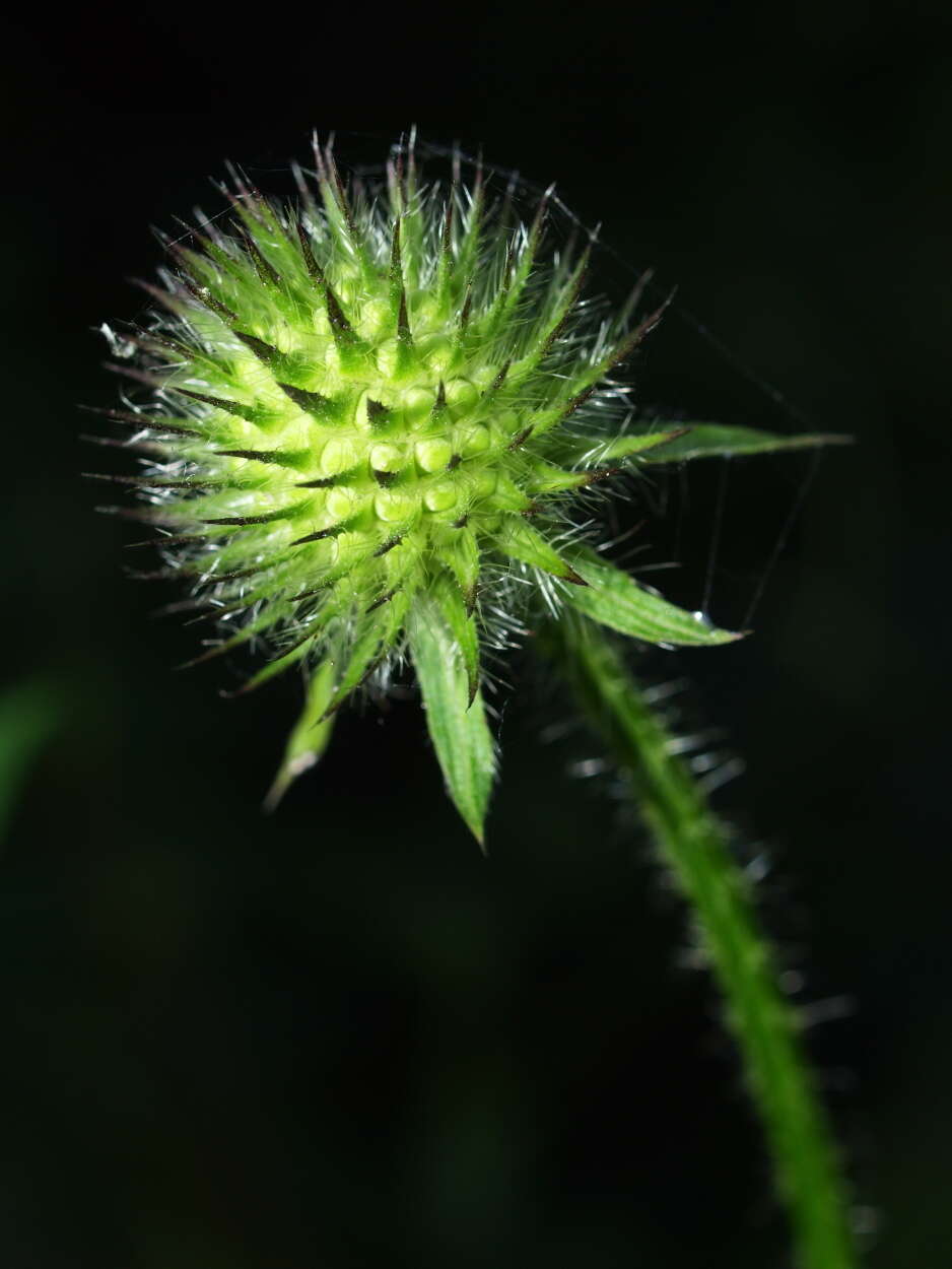 Image of small teasel