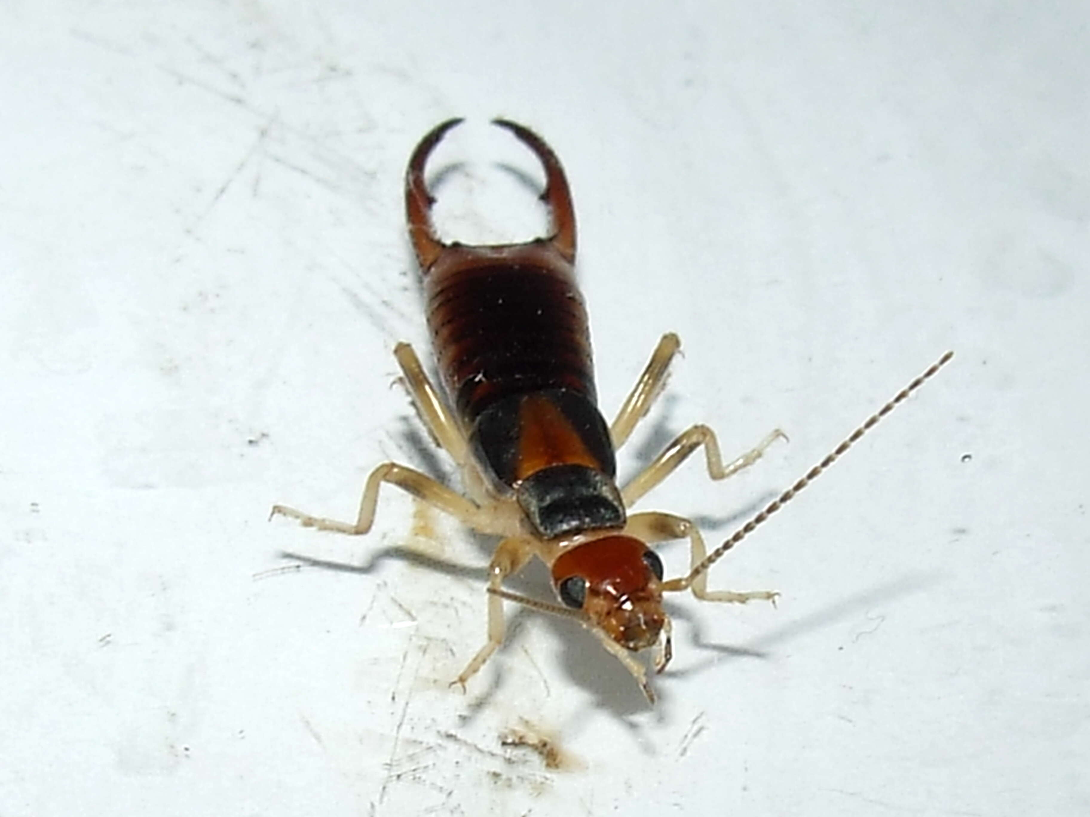 Image de Labiduroidea