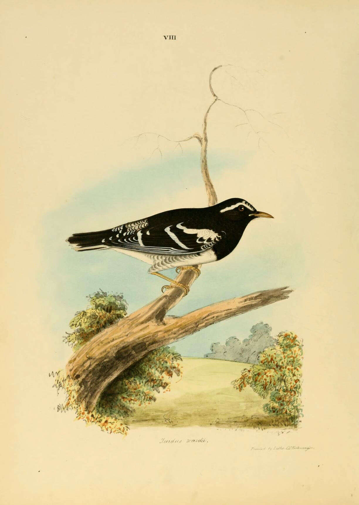 Image of Zoothera Vigors 1832