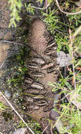 Image of Banksia oblongifolia Cav.