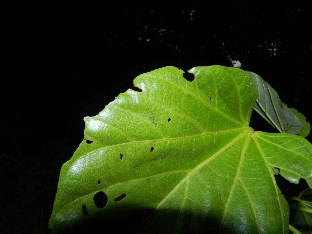 Imagem de Pterygota excelsa (Standl. & L. O. Williams) Kosterm.