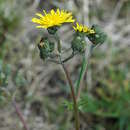 Image of rough hawksbeard