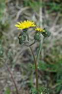 Image of hawksbeard