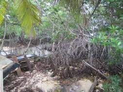 Image of mangrove