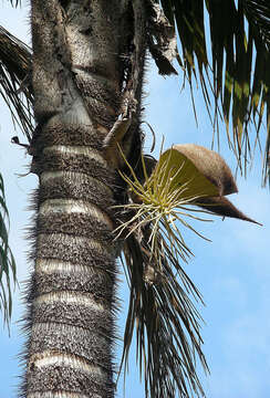 Image of bactris palm