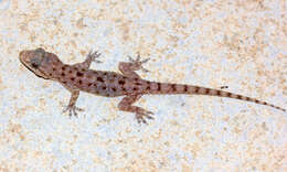 Hemidactylus brookii Gray 1845 resmi