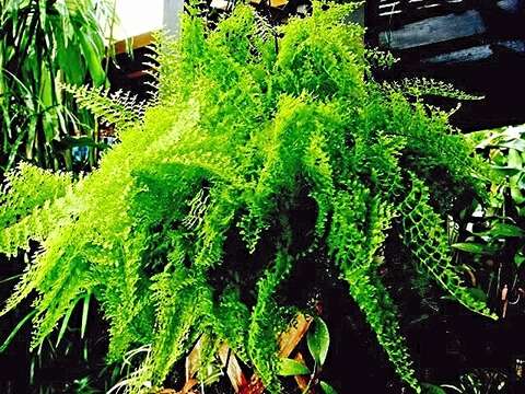 Image of Boston swordfern