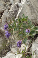 Image of Paederota bonarota (L.) L.