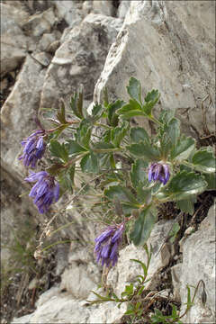 Image of Paederota bonarota (L.) L.