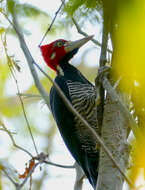 Image of Crimson-crested Woodpecker