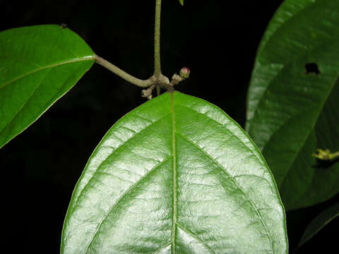 Image of South American Amazonvine