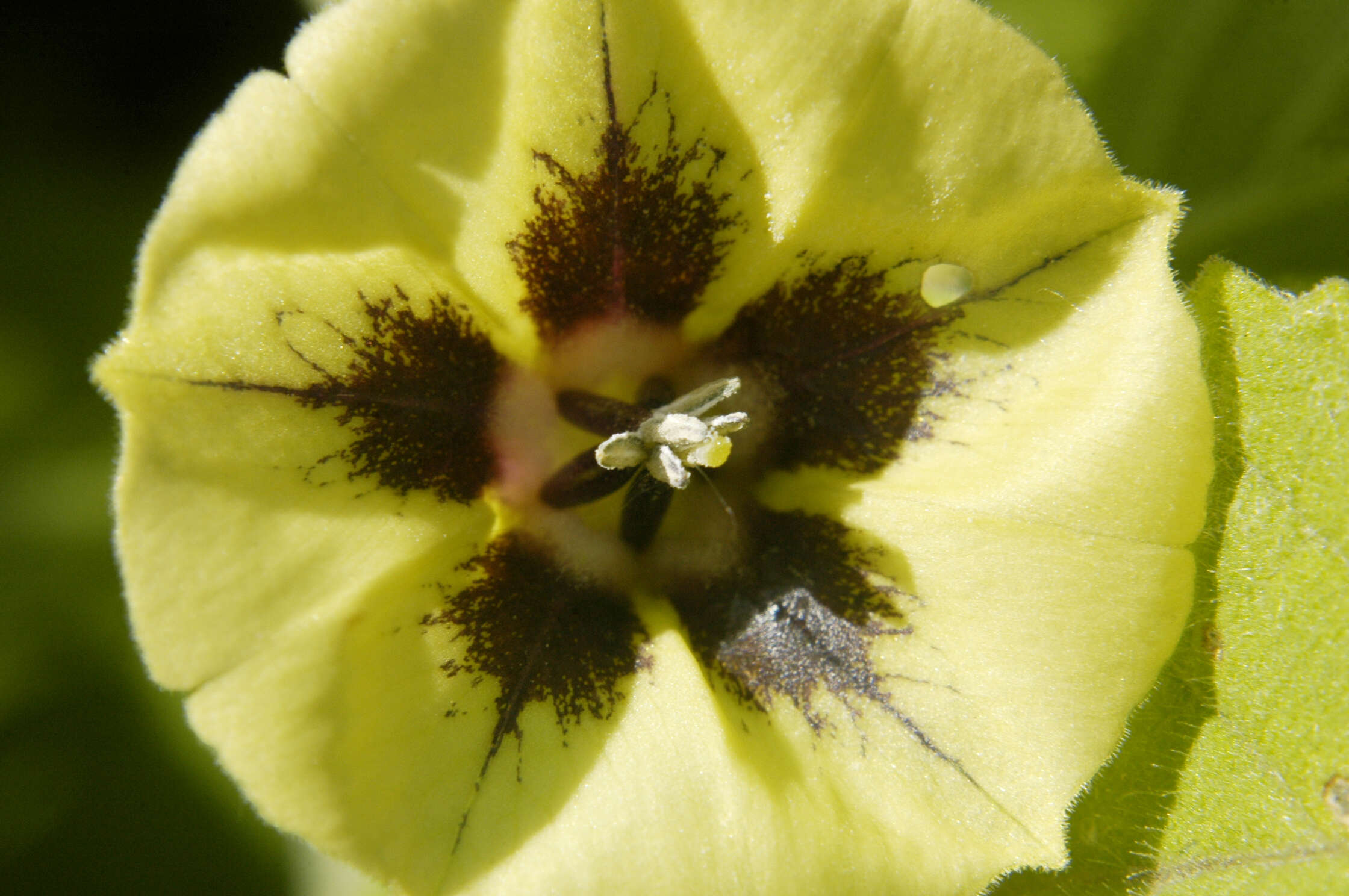 Physalis longifolia Nutt. resmi