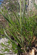 Image of Fritillaria messanensis Raf.
