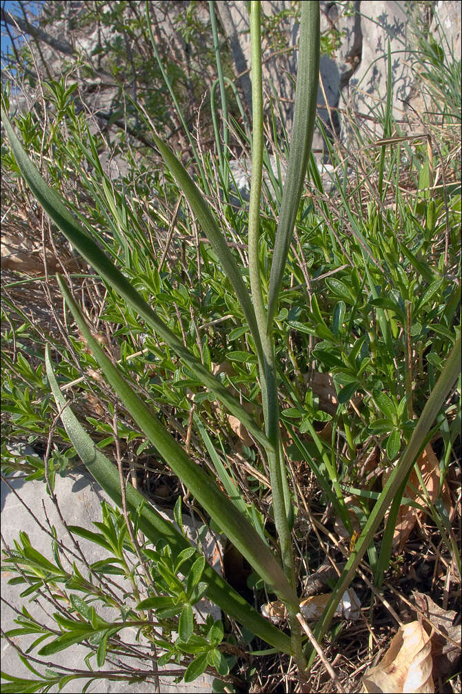 Image of Fritillaria messanensis Raf.