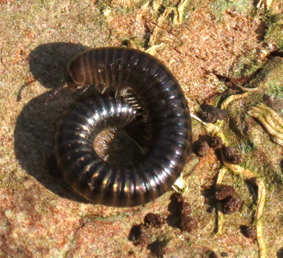 Image of Cylindroiulus caeruleocinctus (Wood 1864)