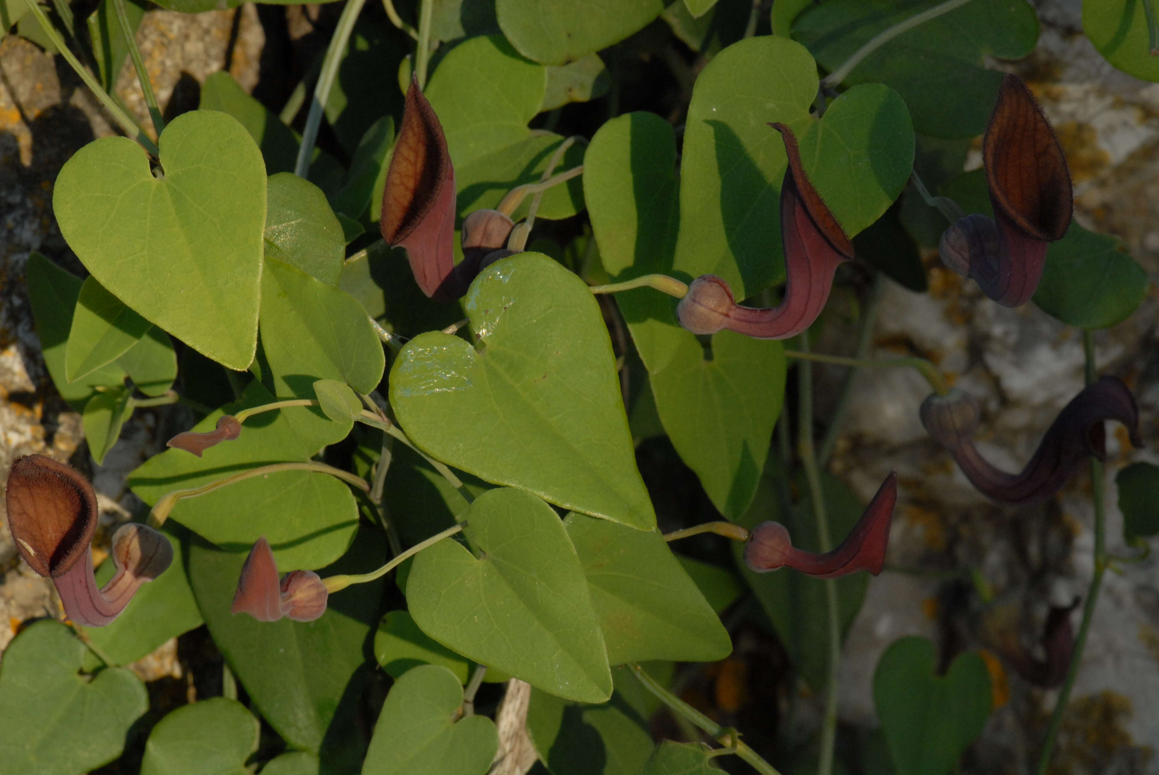 Image of Andalusian Dutchman's Pipe