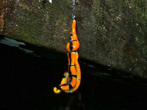 Image of Diversibipalium