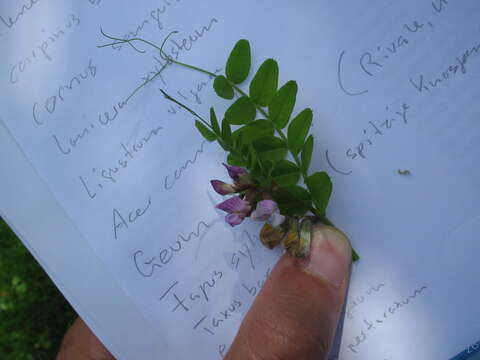 Image of bush vetch