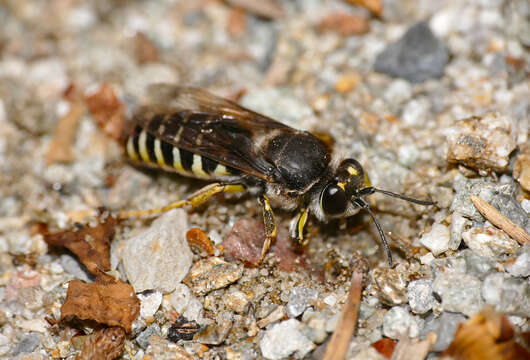 Image of Bembix tarsata Latreille 1809