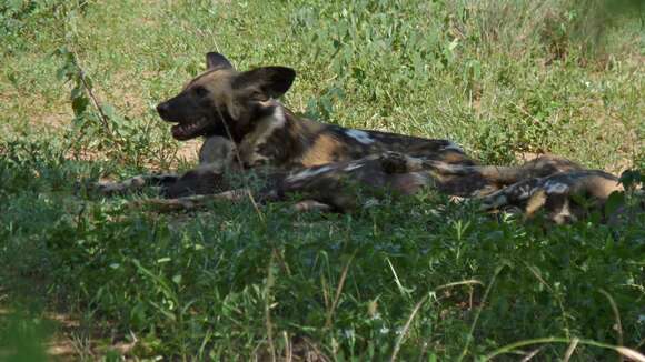 Image of African Hunting Dog