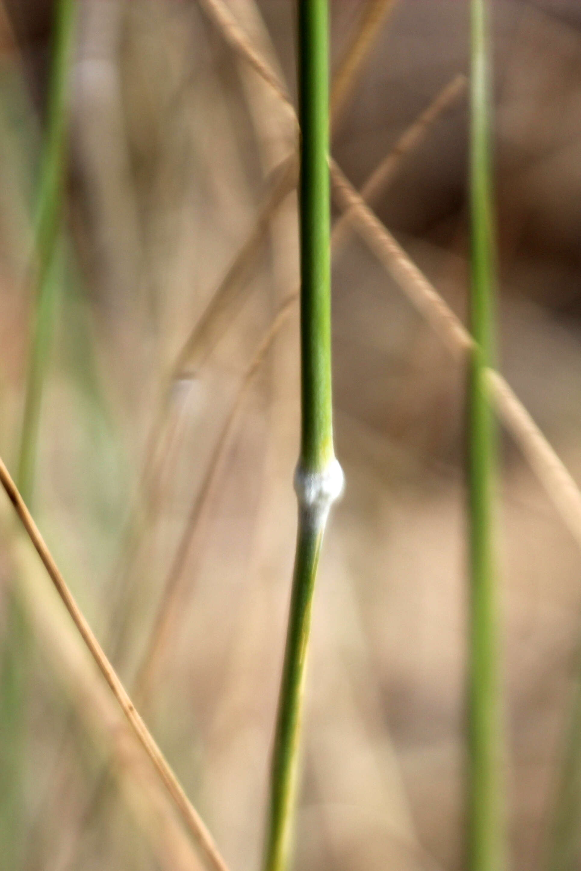 Image of Austrostipa pubinodis (Trin. & Rupr.) S. W. L. Jacobs & J. Everett