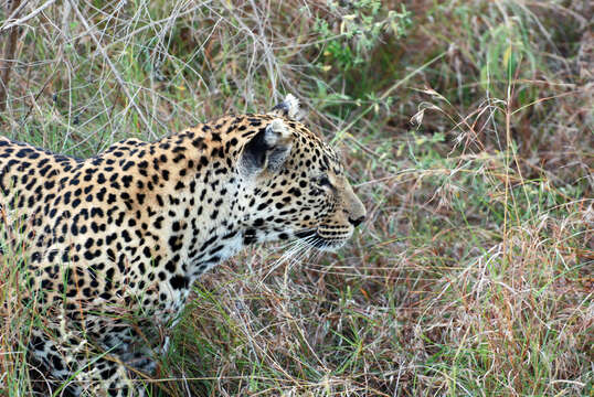 Image of Leopard