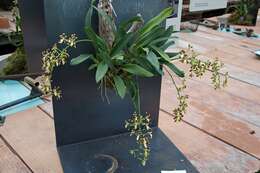 Image of Oncidium maculatum (Lindl.) Lindl.