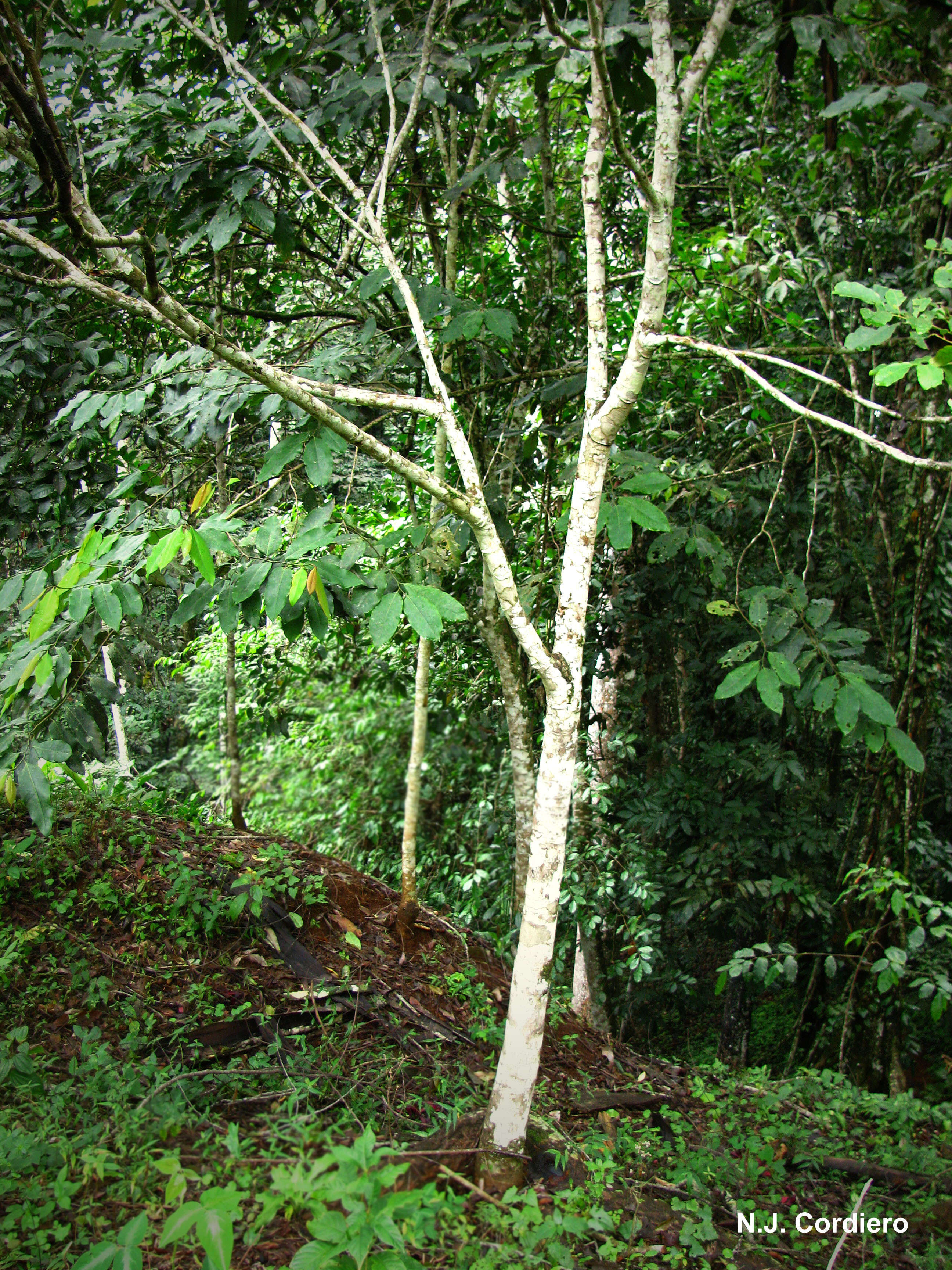 Image of Forest natal mahogany