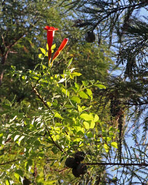 Image of trumpet creeper