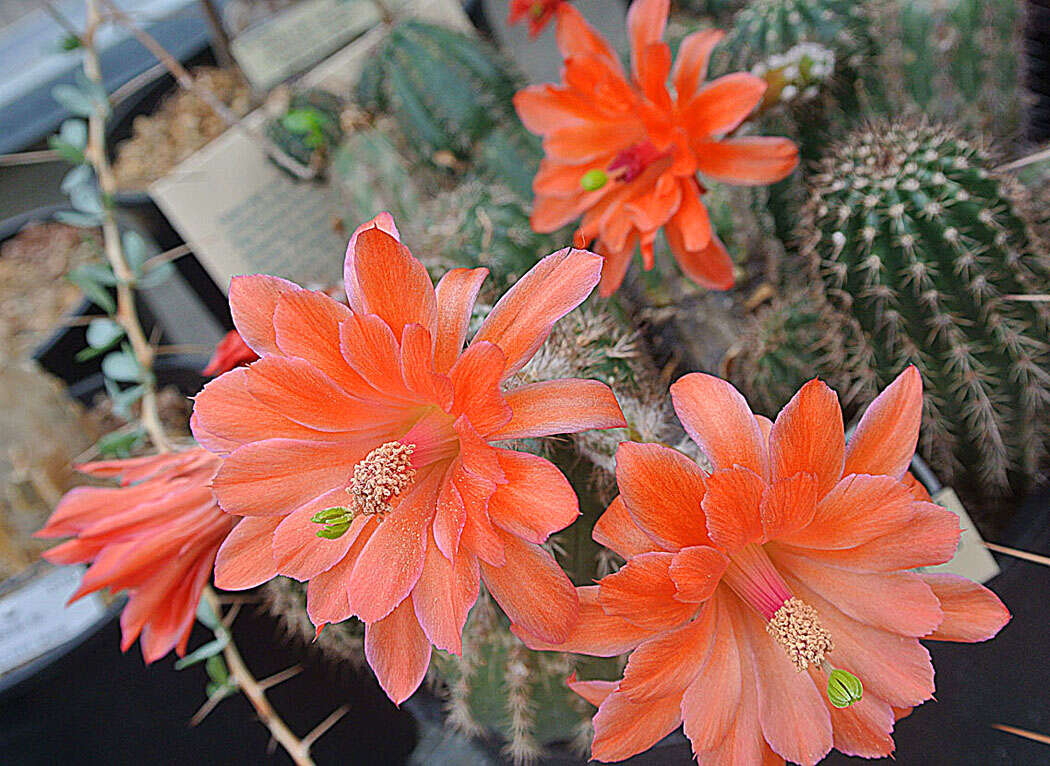 Image de Echinocereus acifer subsp. huitcholensis (F. A. C. Weber) Mich. Lange